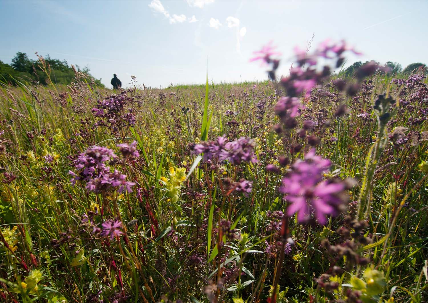 Ackerdijkse Plassen en Broekpolder