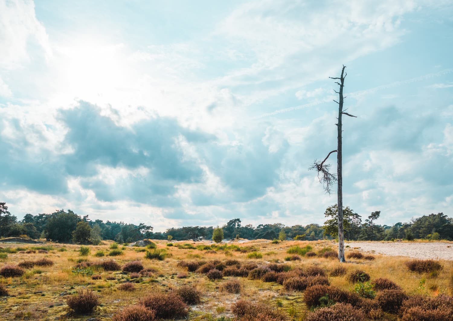 Cycle route around the dunes of Brabant