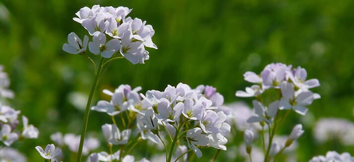 Natuurgebied Vlietlanden