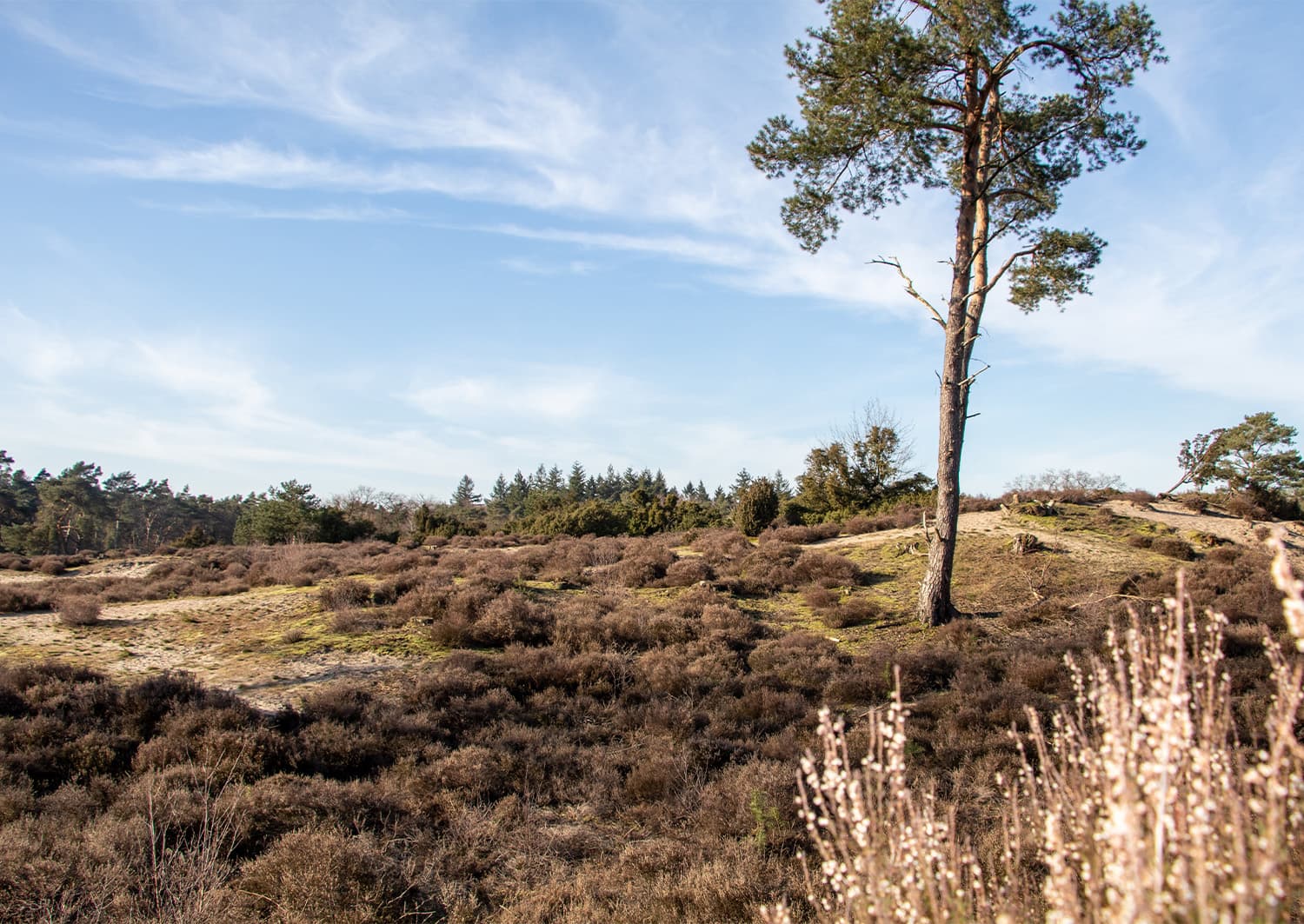 Cycle route around natural Soest
