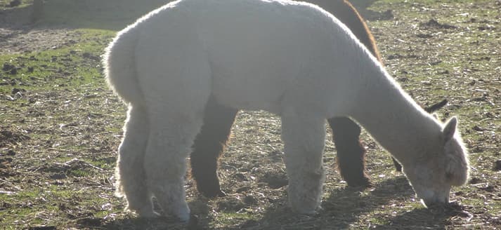 Dierenknooppunt De Oase