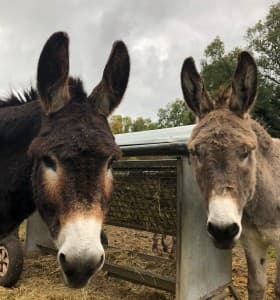 Kinderboerderij De Koperen Ezel