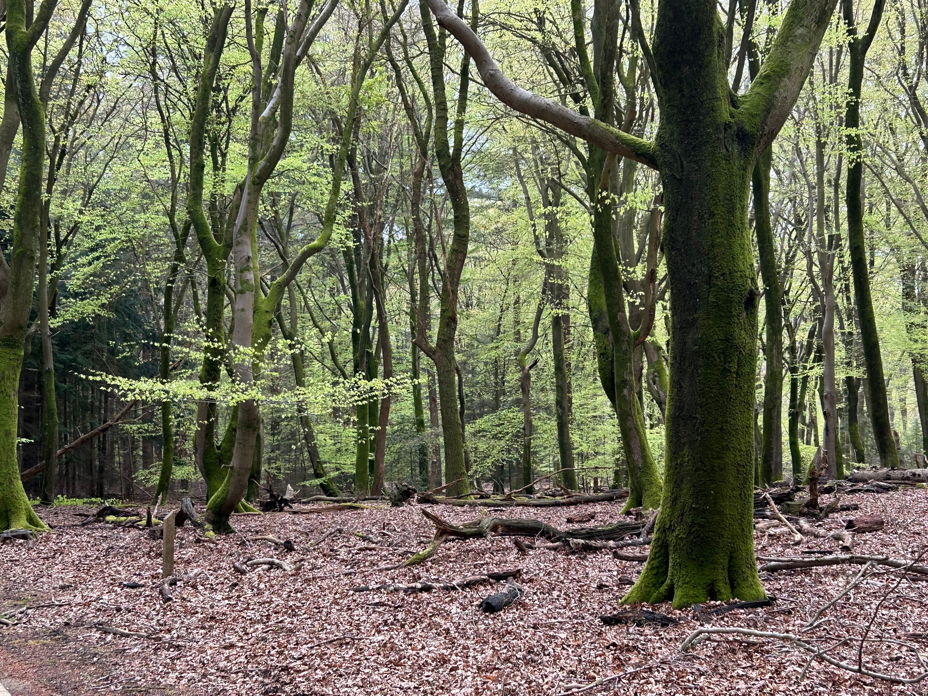 Boswachterij Speulderbos