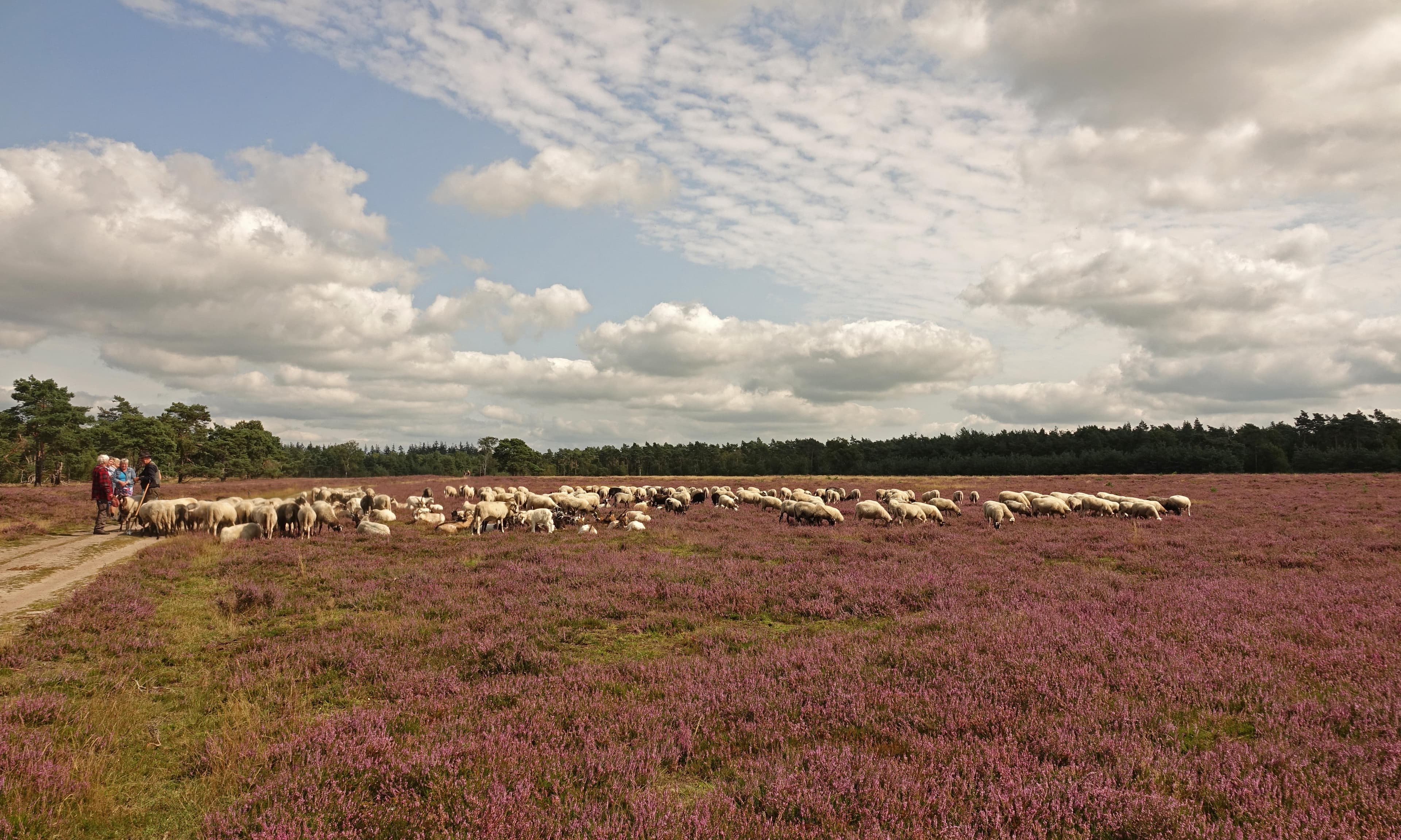 Schaapskooi Loenermark