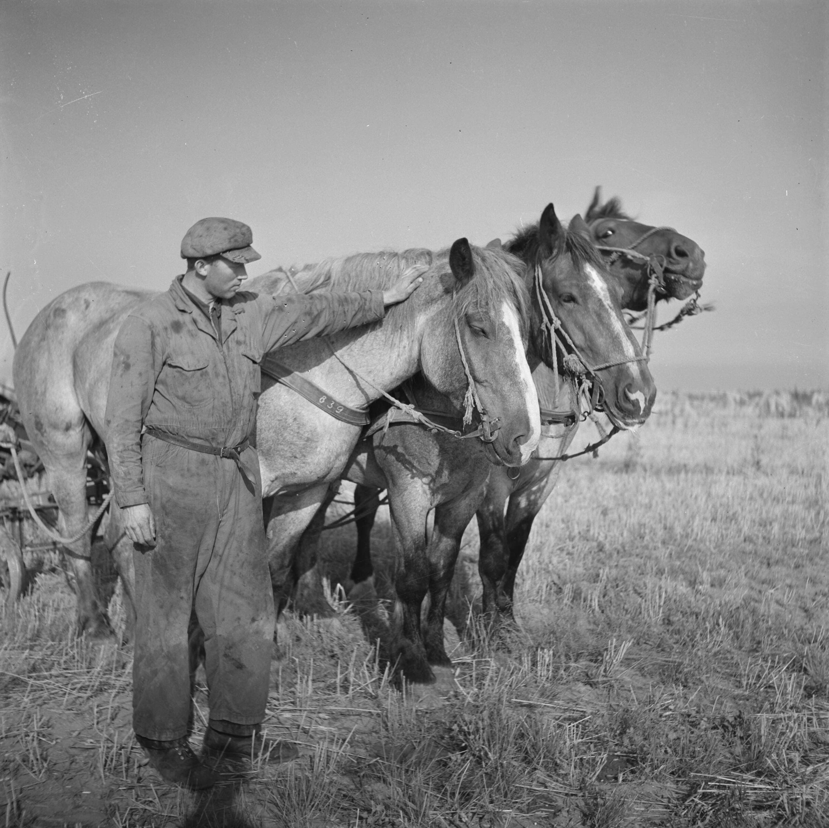 Aanleg van de Noordoostpolder
