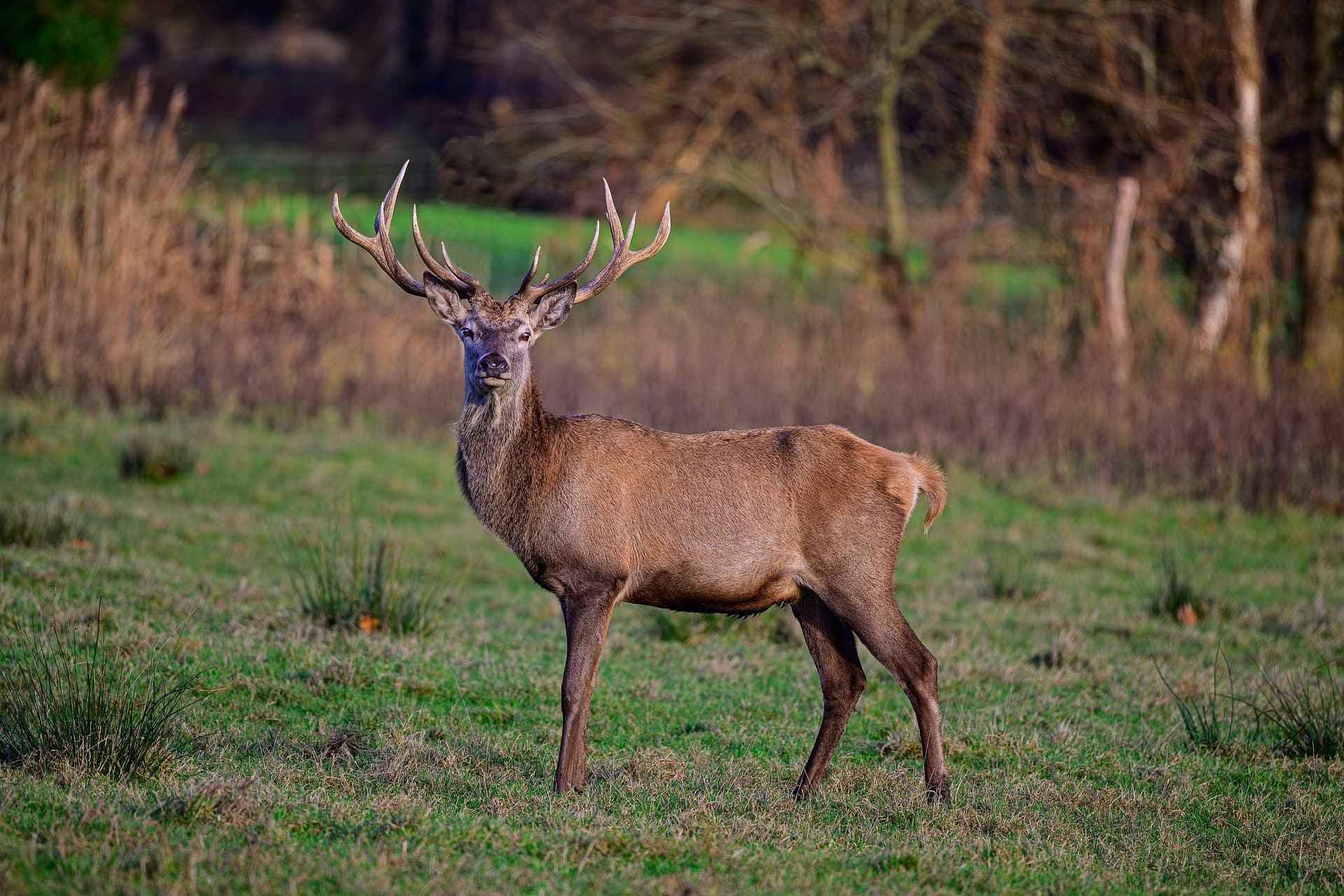 Wildscherm Alverschotenseweg