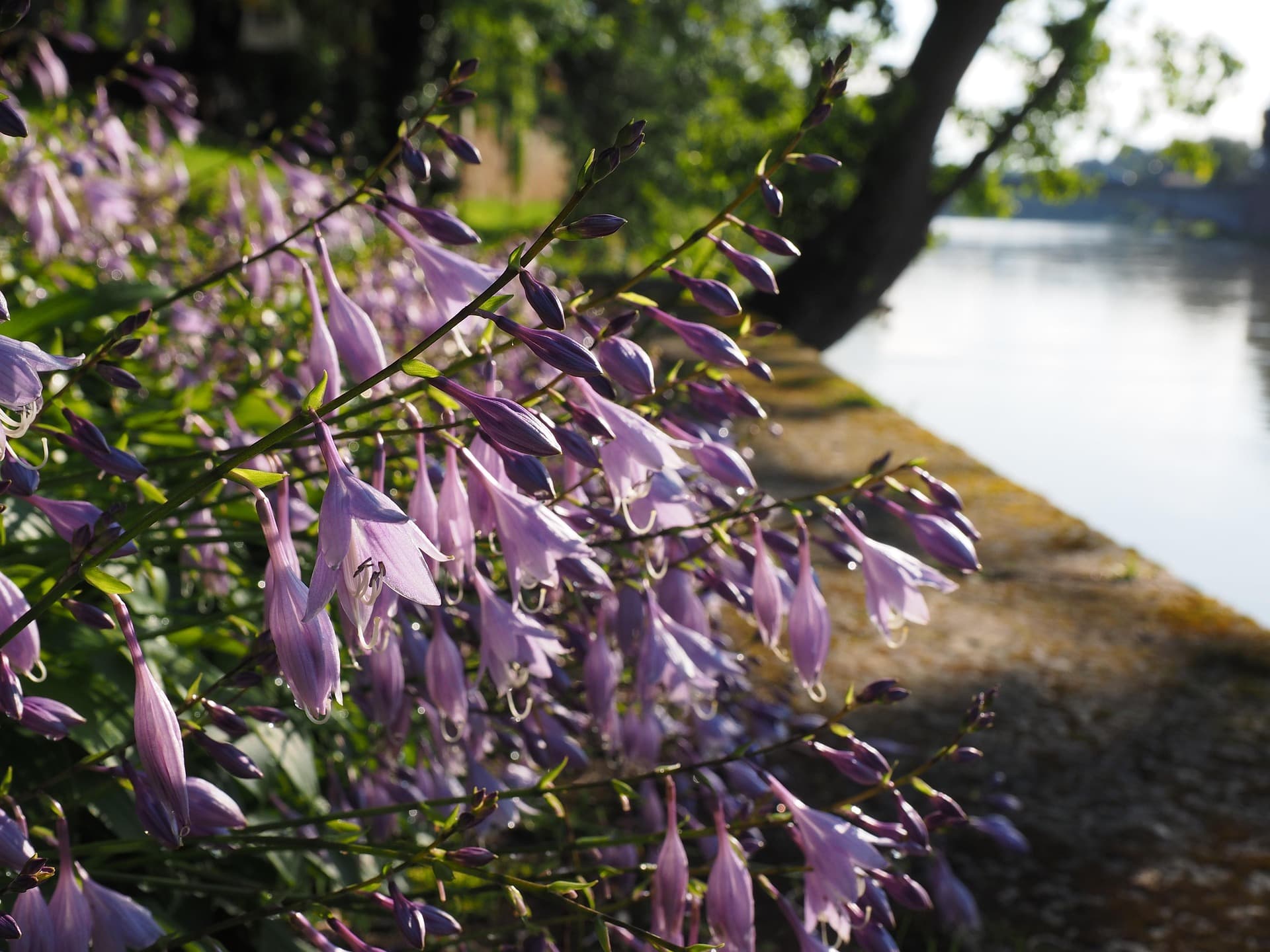 Arboretum De Dreijen