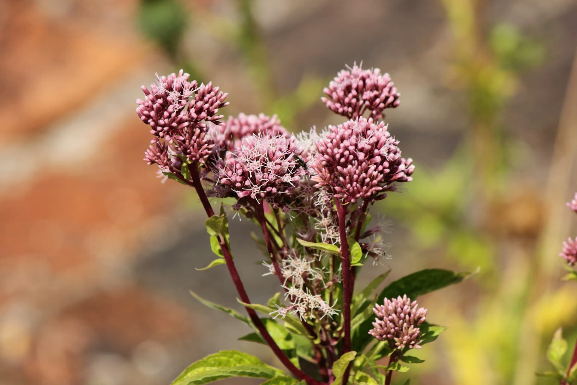 Botanische Fahrradroute rund um Wageningen