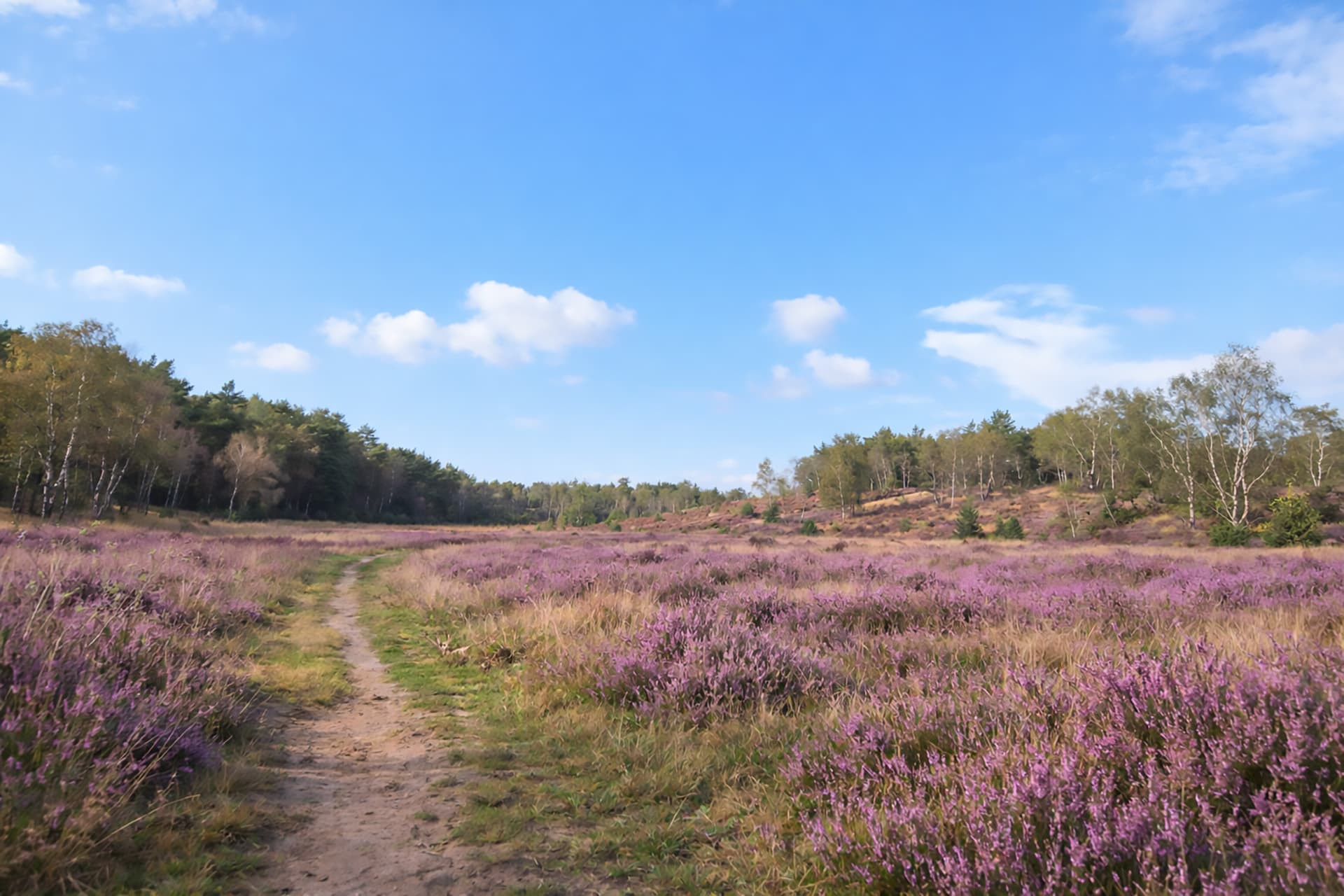Speulder- en Houtdorperveld