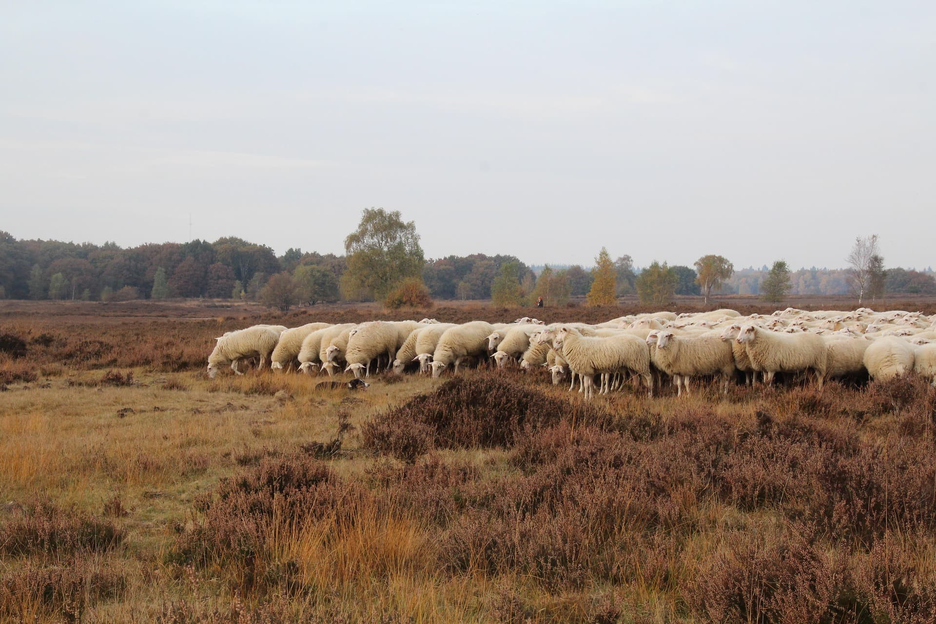 Fahrradroute über die Ermelosche Heide
