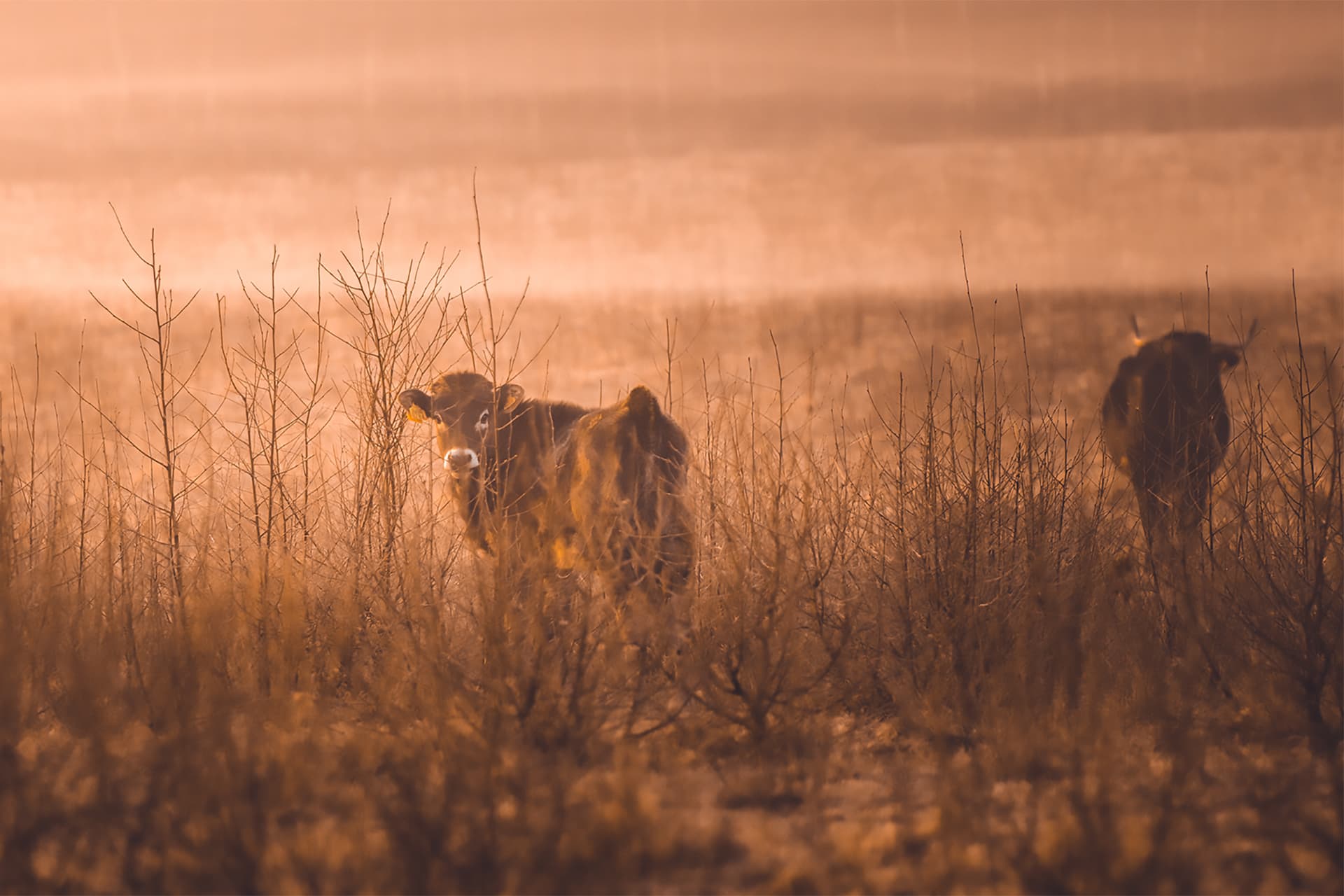 Uitkijkpunt Reemsterveld