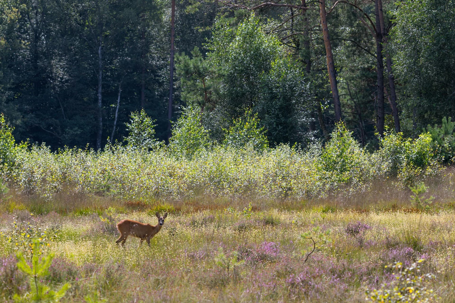 Wildroute über die Ginkelse Heide