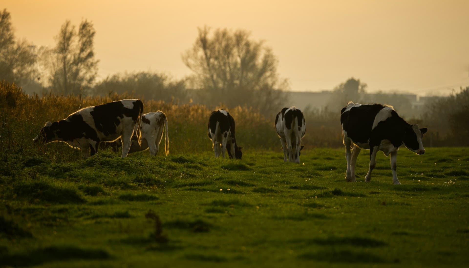 Farm cycle route in the Bommelerwaard